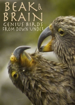 Watch Beak & Brain - Genius Birds from Down Under Online Free and No Sign Up - 285 HDMovie